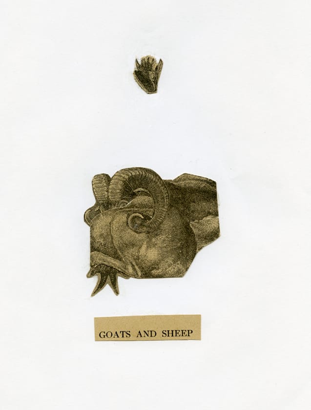 Goats and Sheep