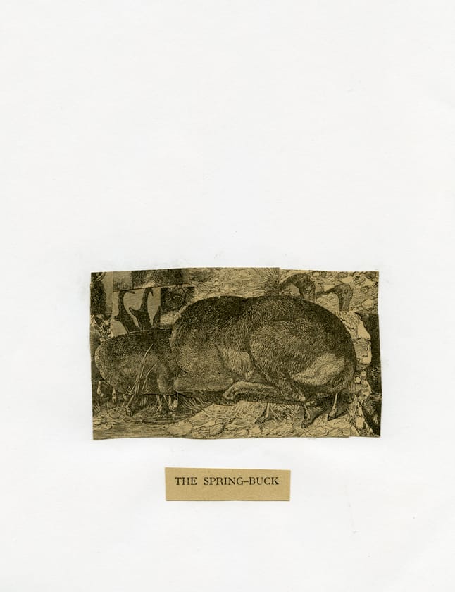 The Spring Buck