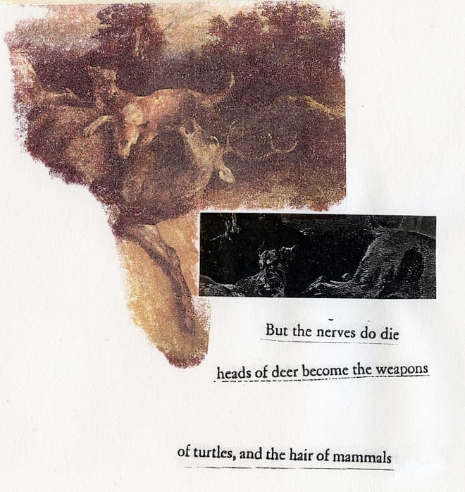 The Hair of Mammals