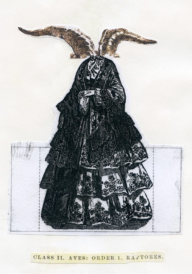 Class II: Aves