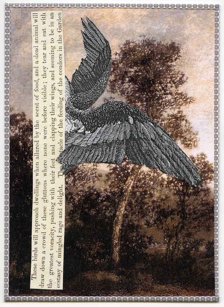 The Condors in the Garden