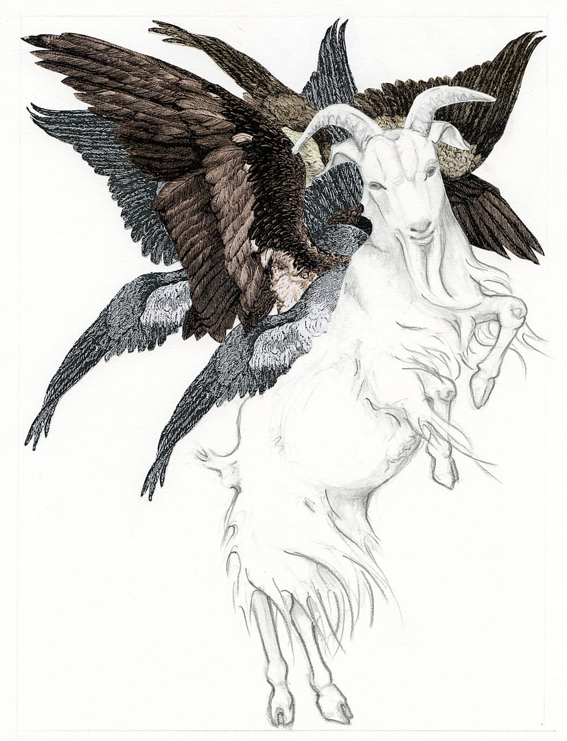 Vertebrata II